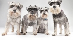 Mittelshnauzer (фото): непослушен и бестрашен fidget